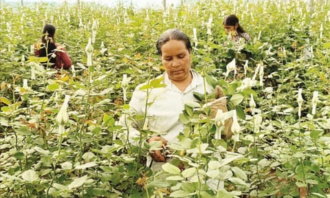 காதலர் தினத்தை முன்னிட்டு ஓசூர் பகுதியில் ரோஜா பூ அறுவடை பணி தீவிரம்