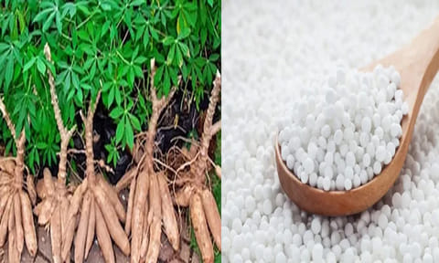 மரவள்ளி கிழங்கு சீசன் முடிகிறது: ஜவ்வரிசி விலை கிடுகிடு உயர்வு