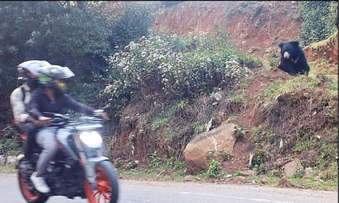 வீட்டுக்குள் புகுந்த சிறுத்தை; சாலையோரம் ஓய்வெடுத்த கரடி - ஊட்டி அருகே பரபரப்பு
