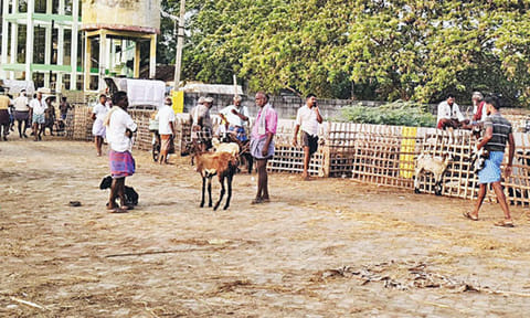 தேர்தல் விதிமுறைகளால் வெறிச்சோடிய எட்டயபுரம் ஆட்டுச்சந்தை: வர்த்தகம் குறைந்ததால் வியாபாரிகள் கவலை