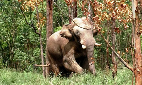 வயநாடு: அட்டகாசம் செய்து வரும் யானையை பிடிக்க வனத்துறை அதிகாரிகள் தீவிரம்