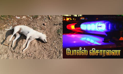 தூத்துக்குடியில் 13 நாய்கள் விஷம் வைத்து கொலை? போலீசார் விசாரணை