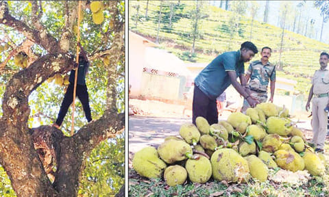 காட்டு யானைகள் ஊருக்குள் வருவதை தடுக்க மரங்களில் பலாப்பழங்களை அகற்றும் வனத்துறை