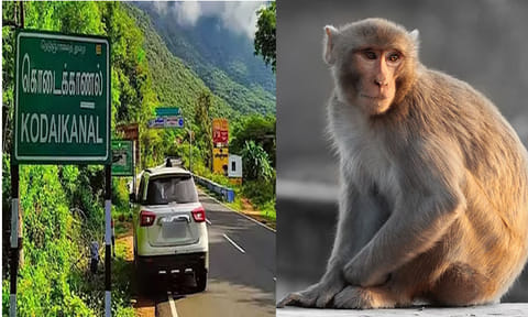 என்னா வெயிலு..! பெண்ணிடம் ஐஸ் கிரீமை பறித்து ருசி பார்த்த குரங்கு