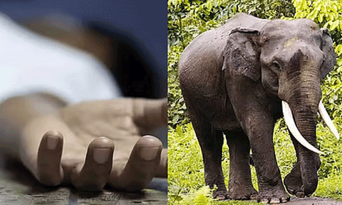 தர்மபுரியில் மாடு மேய்க்க சென்ற விவசாயி யானை தாக்கி பலி