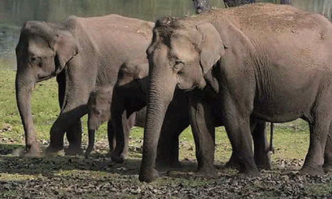 வால்பாறை-அதிரப்பள்ளி சாலையில் காட்டு யானைகள் உலா: வனத்துறையினர் எச்சரிக்கை