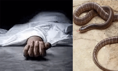 கட்டுவிரியன் பாம்பு கடித்து காங்கிரஸ் நகர தலைவர் பலி!