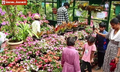 கொடைக்கானல் மலர் கண்காட்சி - உற்சாகத்துடன் கண்டு ரசிக்கும் சுற்றுலா பயணிகள்