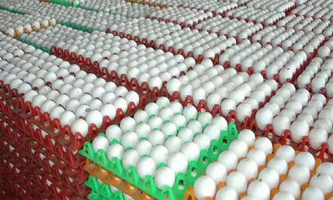 நாமக்கல்லில் முட்டை கொள்முதல் விலை உயர்வு!