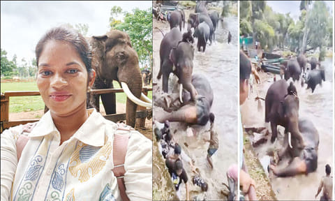 யானைகளுக்கு இடையே நடந்த சண்டையில் சிக்கி உயிரிழந்த பெண்ணின் குடும்பத்திற்கு ரூ.20 லட்சம் இழப்பீடு - வனத்துறை அறிவிப்பு