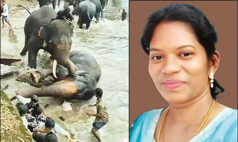யானைகள் சண்டையில் சிக்கி உயிரிழந்த பெண்ணின் உடல் பெரம்பலூரில் அடக்கம்