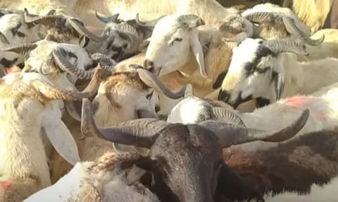 பக்ரீத் பண்டிகை: மதுரை வாடிப்பட்டி ஆட்டுச்சந்தையில் ரூ. 4 கோடிக்கு ஆடுகள் விற்பனை