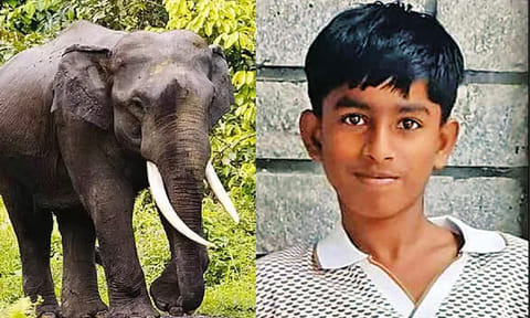 நீலகிரி: காட்டு யானை தாக்கி சிறுவன் பலி