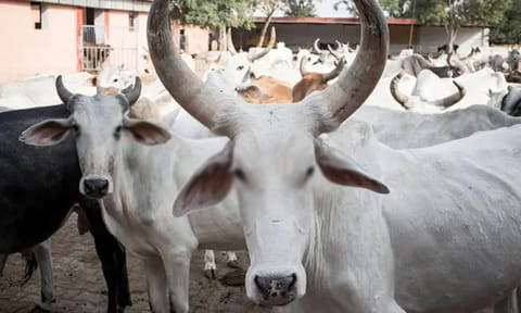 பக்ரீத் பண்டிகையை முன்னிட்டு பொது இடங்களில் இறைச்சிக்காக மாடுகள் வெட்டத் தடை