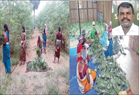 வெளிநாட்டுக்கு ஏற்றுமதியாகும் திசையன்விளை முருங்கை இலை