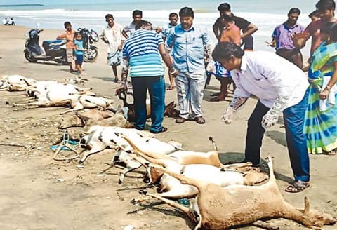 மான்கள், காட்டுப்பன்றிகள், குதிரைகள் மடிந்தன: காரைக்காலில் கரை ஒதுங்கிய விலங்குகளின் உடல்கள்