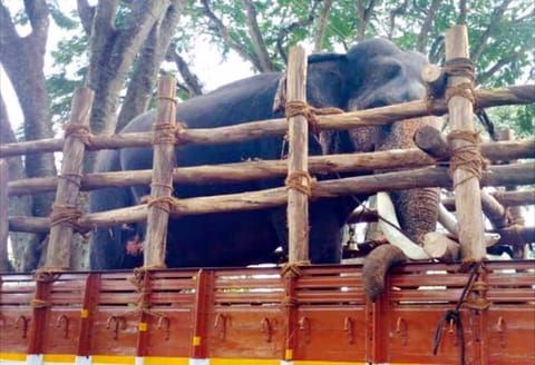 தேவாரத்தில் அட்டகாசம் செய்யும் காட்டுயானையை பிடிக்க 2 கும்கிகள் வருகை