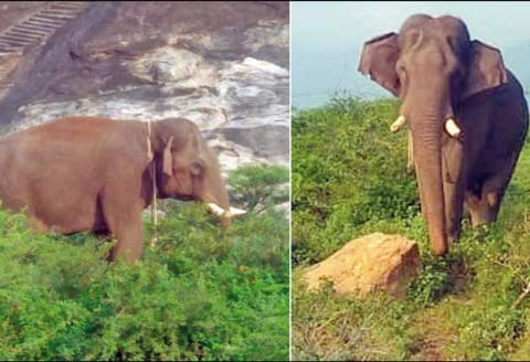 தேவாரம் வனப்பகுதியில் உலா வரும் கும்கி யானைகள்