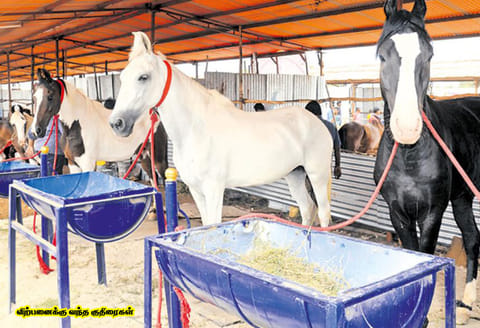 பஞ்ச கல்யாணியும்.. ஒன்பது சுழி ரகசியங்களும்.. (குதிரை சந்தையில் குஷியான காட்சிகள்)