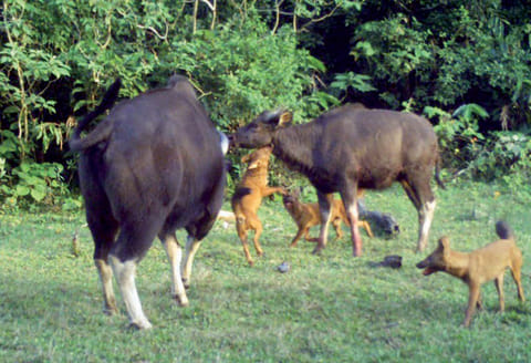 களக்காடு வனப்பகுதியில் காட்டெருமைகளை வேட்டையாடும் செந்நாய்கள் கேமராவில் காட்சிகள் பதிவு