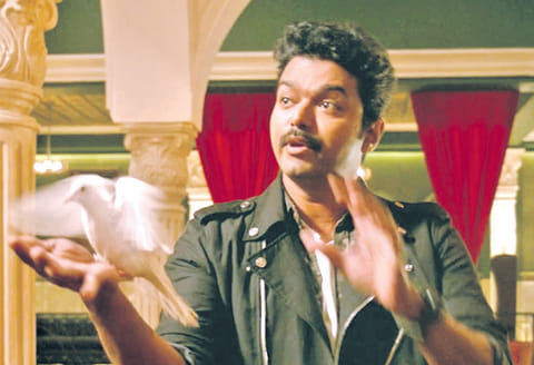 விலங்குகள் நல வாரியம் எதிர்ப்பு தீபாவளிக்கு ‘மெர்சல்’ படம் வெளியாவதில் சிக்கலா?