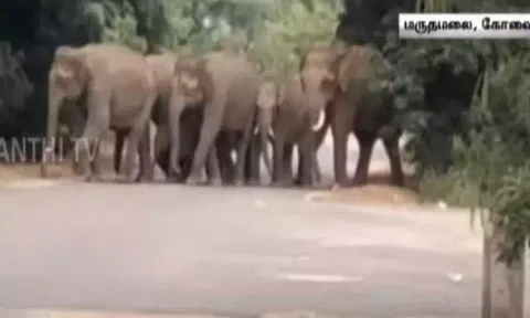 பாரதியார் பல்கலை. வளாகத்திற்குள் புகுந்த காட்டு யானைகள்! - மாணவர்கள் பீதி...