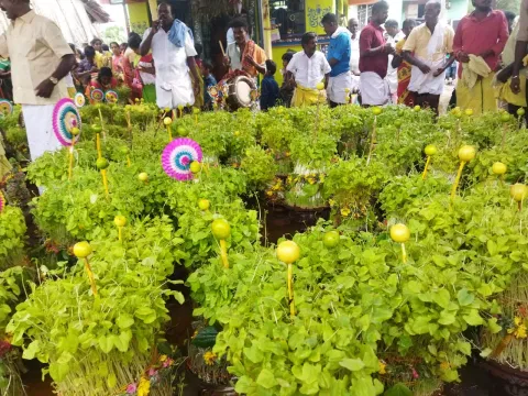 மழைவேண்டி முளைப்பாரி திருவிழா