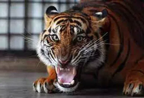 சந்திராப்பூரில் புலி தாக்கி பெண் பலி
