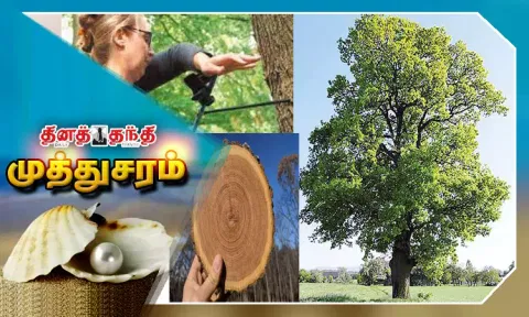 காலநிலை மாற்றத்தை அறிய உதவும் மரம்