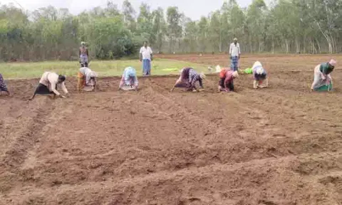 கடலை விதைக்கும் பணியில் விவசாயிகள்