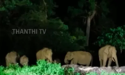 சபரிமலை கோவில் அருகே கூட்டமாக வந்த யானைகள் - அலறியடித்து ஓடிய கோவில் ஊழியர்கள்