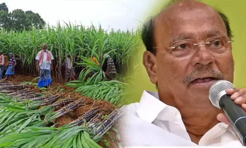 பொங்கல் பரிசு தொகுப்பு: 5 அடிக்கும் கூடுதலாக உயரம் கொண்ட கரும்புகளையும் கொள்முதல் செய்ய வேண்டும் - ராமதாஸ்