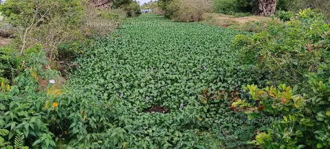 பக்கிங்காம் கால்வாய் தூர்வாரப்படுமா?