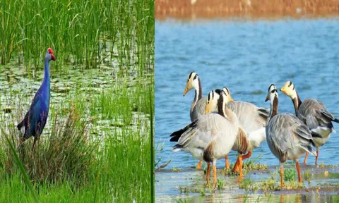 பள்ளிக்கரணை சதுப்பு நிலத்தில் 130 வகையான 26 ஆயிரம் பறவைகள்