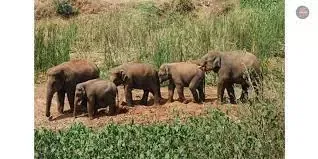 10 யானைகளை கர்நாடக வனப்பகுதிக்கு விரட்ட வேண்டும்