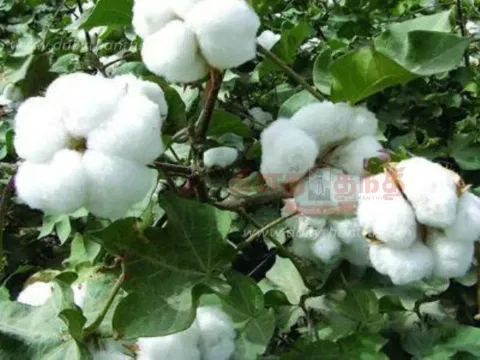 பருத்தியில் மகசூலை அதிகரிக்கும் ஒருங்கிணைந்த ஊட்டச்சத்து மேலாண்மை