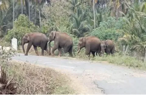 விளை நிலத்திற்குள் புகுந்து காட்டுயானைகள் அட்டகாசம்