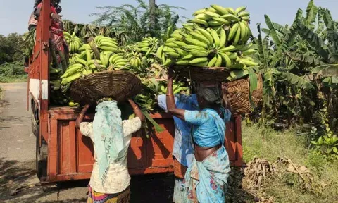 நேந்திரன் வாழைக்காய் விலை கடும் வீழ்ச்சி