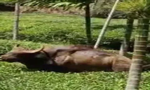 சேற்றில் சிக்கிய காட்டெருமை மீட்பு