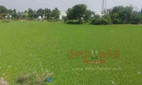 கண்மாயை ஆக்கிரமித்த ஆகாயத்தாமரை