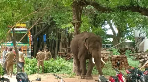 'அரிக்கொம்பன்' யானை சிக்காததால்கம்பம் வனத்துறை அலுவலகத்தில் காத்திருக்கும் கும்கி யானைகள்