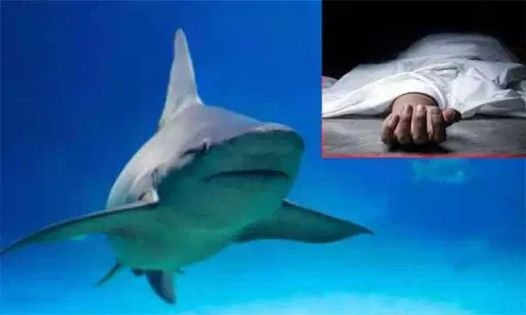 எகிப்தில் கடலில் குளித்த ரஷிய பயணி சுறாமீன் தாக்கி உயிரிழப்பு