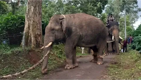 விராஜ்பேட்டை அருகே தொடர் அட்டகாசம் செய்த காட்டுயானை பிடிபட்டது