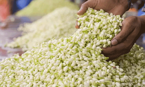 ஆடி வெள்ளிக்கிழமை, ஆடிப்பூர விழாவை முன்னிட்டு பூக்களின் விலை உயர்வு.!