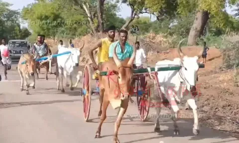 மாட்டு வண்டி பந்தயம்