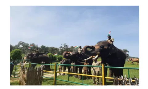 முதுமலை தெப்பகாட்டில் தேசியக்கொடிக்கு தும்பிக்கைகளை உயர்த்தி மரியாதை செலுத்திய வளர்ப்பு யானைகள்