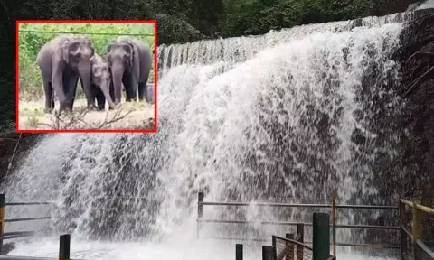 யானைகள் நடமாட்டம்; சுருளி அருவிக்கு செல்ல சுற்றுலா பயணிகளுக்கு தடை...!