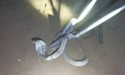கோழி கூண்டுக்குள் புகுந்த விஷப்பாம்பு