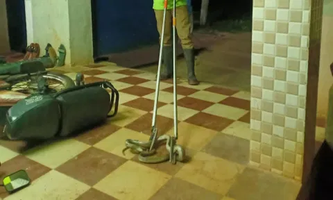 மொபட்டில் புகுந்த விஷப்பாம்பு