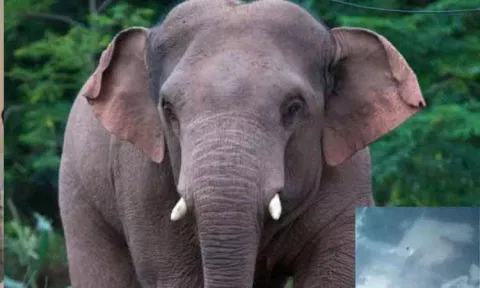 கும்கி யானைகள் உதவியுடன் காட்டு யானையை பிடிக்கும் பணி தீவிரம்